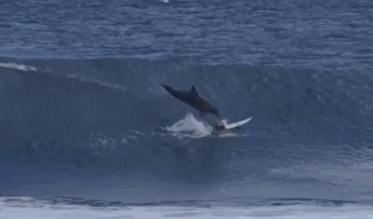 Un jeune surfeur se fait déglinguer par un dauphin