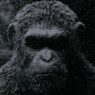 La bande-annonce de La Planète des Singes – Suprématie est là !