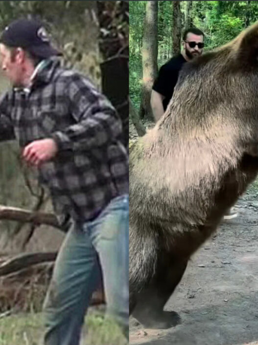 Top 4 des combattants qui ont affronté des animaux dangereux