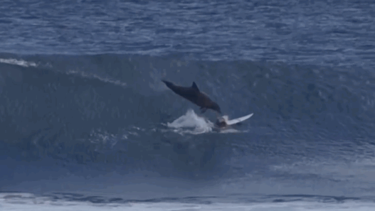Un jeune surfeur se fait d&eacute;glinguer par un dauphin