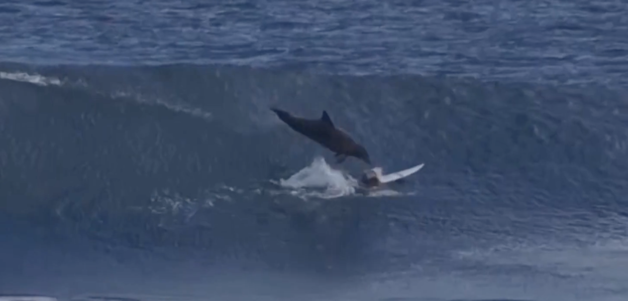 Un jeune surfeur se fait déglinguer par un dauphin
