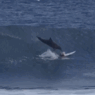 Un jeune surfeur se fait déglinguer par un dauphin