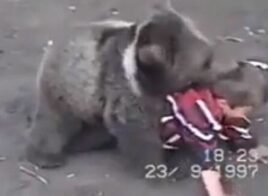 Quand Khabib Nurmagomedov s’entraînait contre des ours à 9 ans