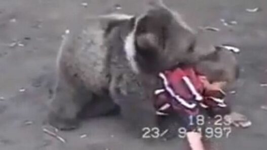 Quand Khabib Nurmagomedov s’entraînait contre des ours à 9 ans