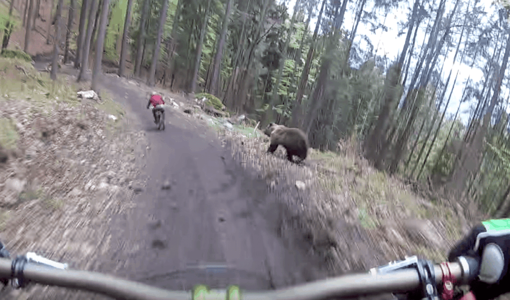 En pleine descente, un biker se fait courser par un ours