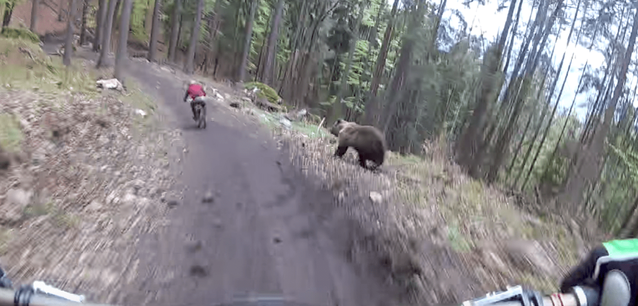 En pleine descente, un biker se fait courser par un ours