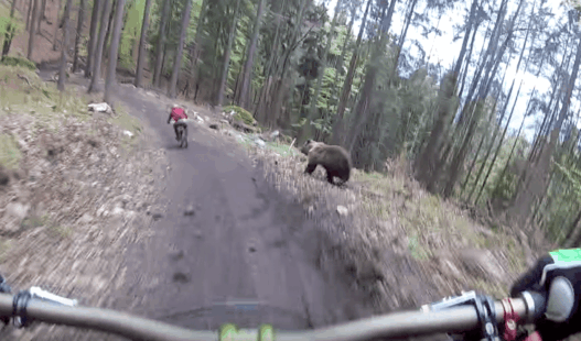 En pleine descente, un biker se fait courser par un ours
