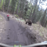 En pleine descente, un biker se fait courser par un ours