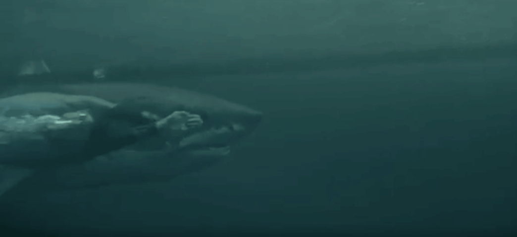 Michael Phelps a perdu sa course face au grand requin blanc