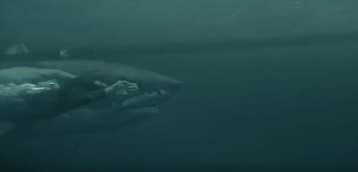 Michael Phelps a perdu sa course face au grand requin blanc