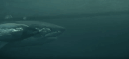 Michael Phelps a perdu sa course face au grand requin blanc