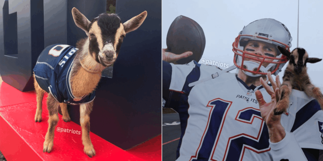 Pour l’anniversaire de Tom Brady, les Patriots ramène des « GOATS »