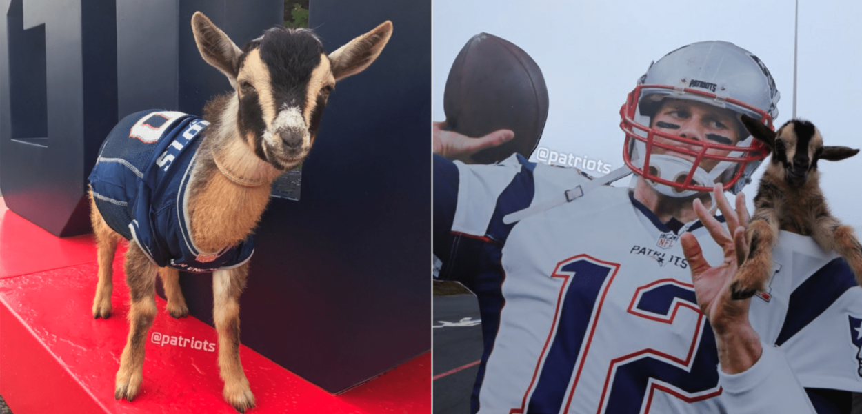 Pour l’anniversaire de Tom Brady, les Patriots ramène des « GOATS »