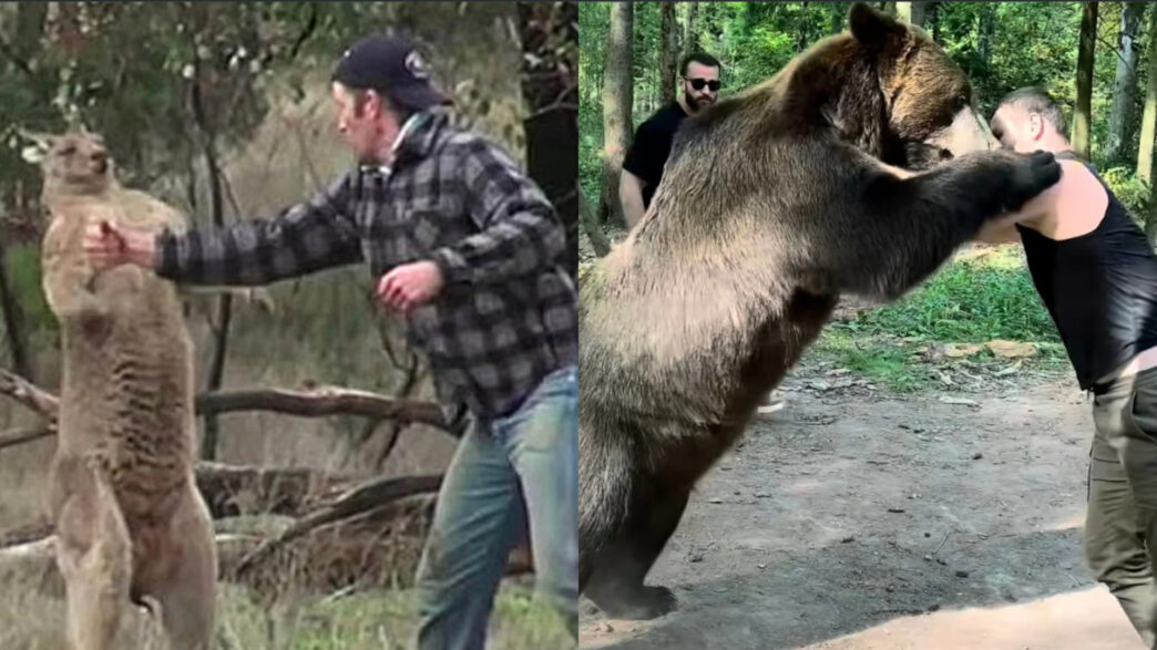 Top 4 des combattants qui ont affront&eacute; des animaux dangereux